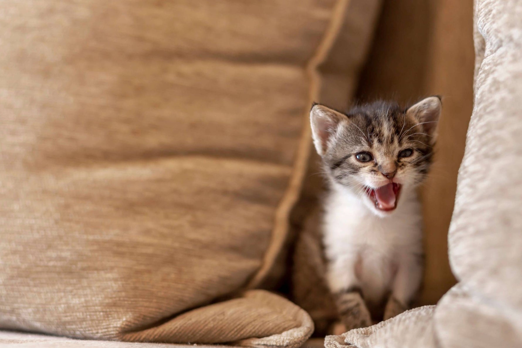 Erstausstattung für Katzen: Infos & Checkliste