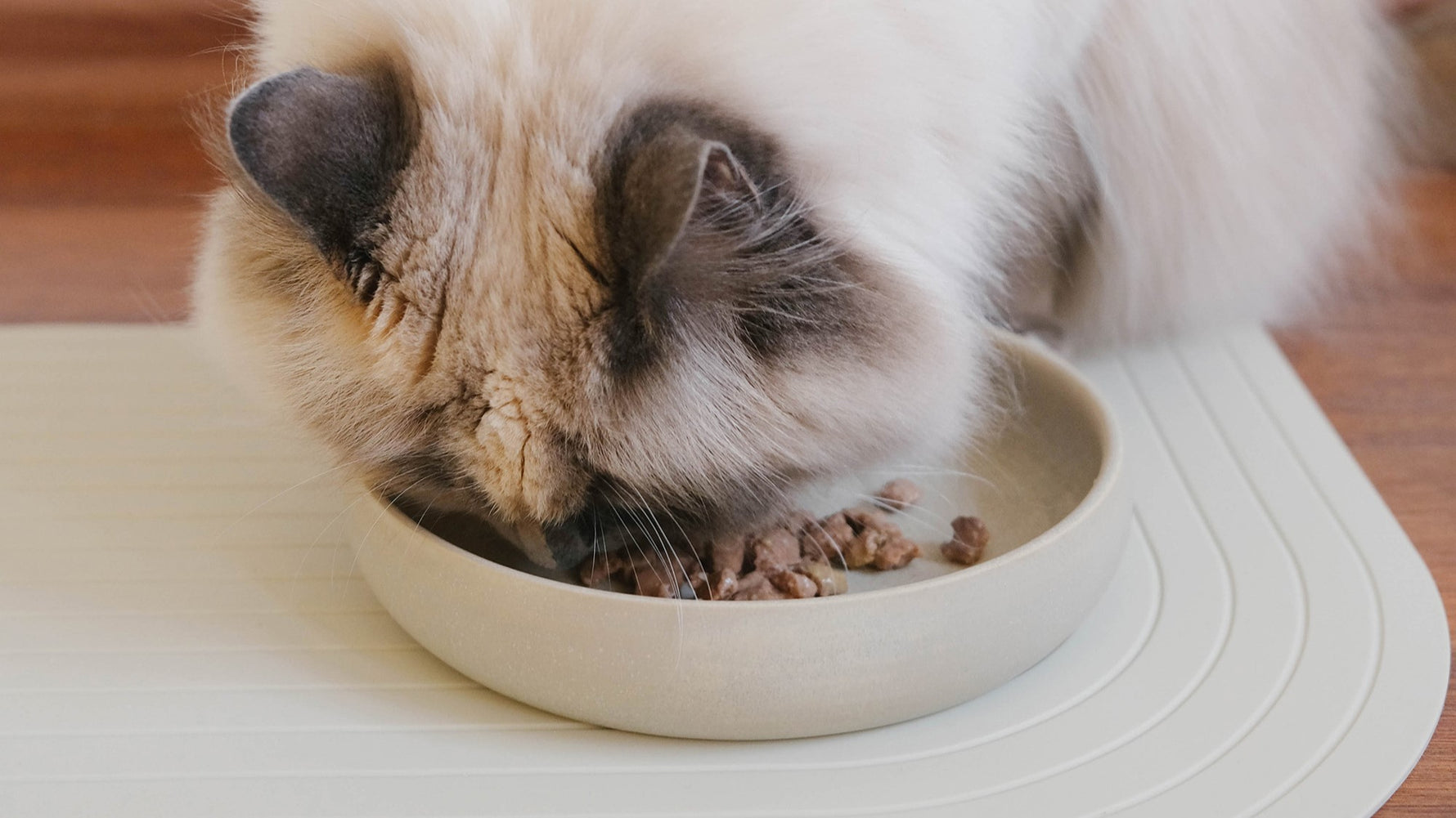 Katze frisst aus einem Futternapf