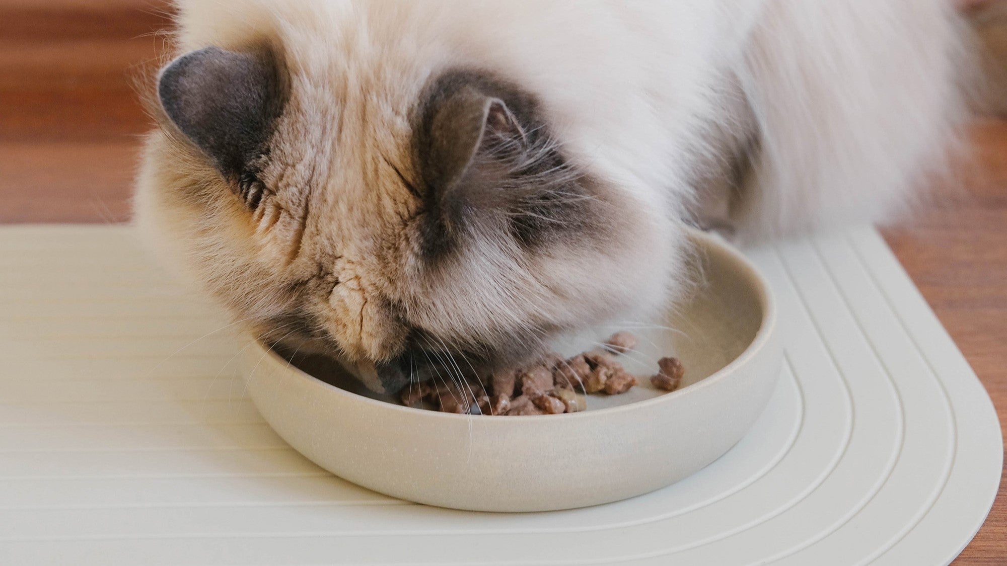 Katze frisst aus einem Futternapf