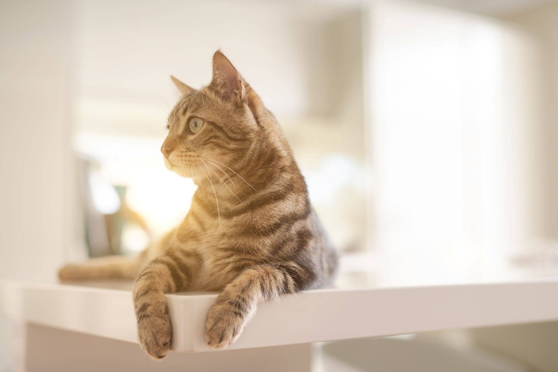 Die Hauskatze – Charakter, Haltung & Besonderheiten