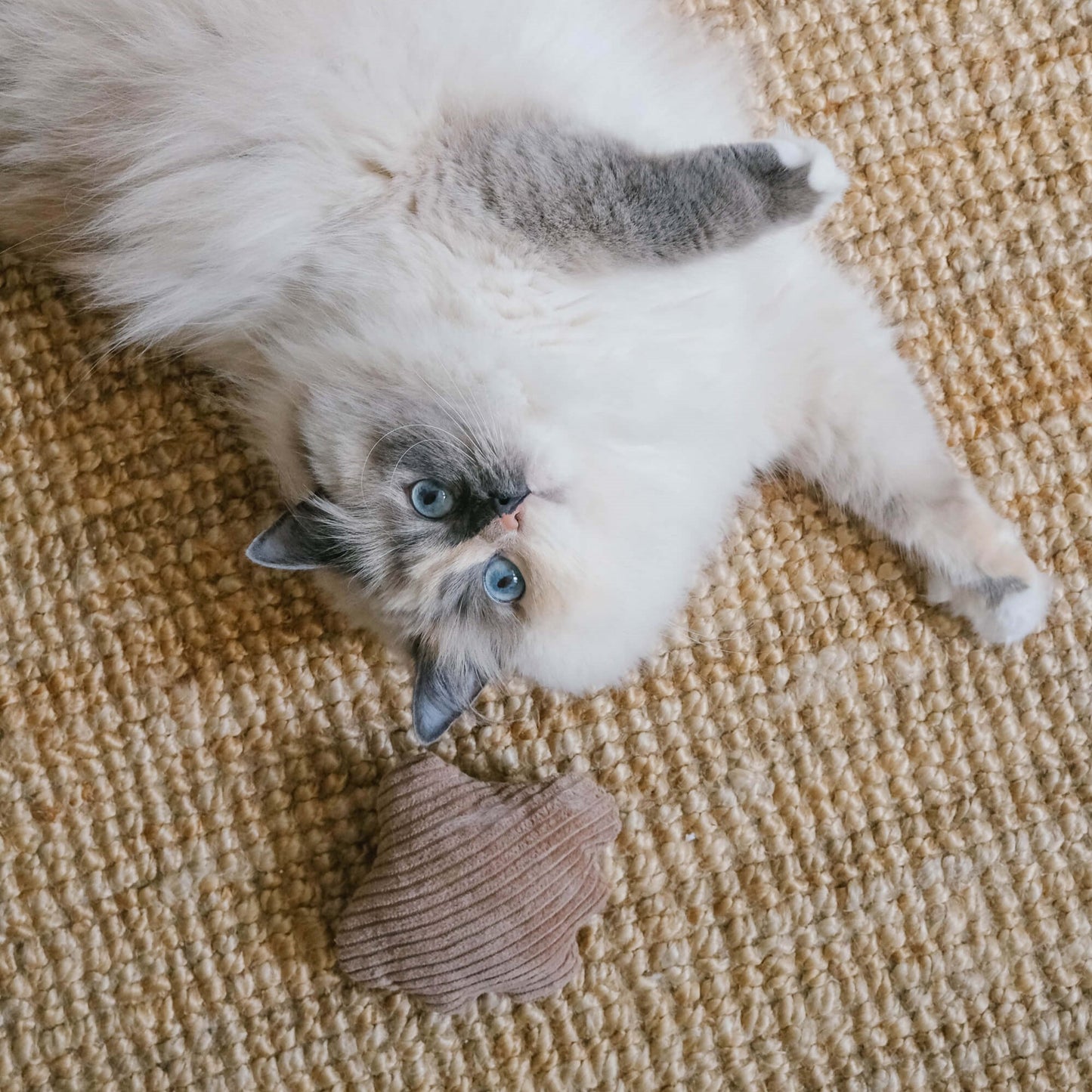 Baldriankissen_Katze