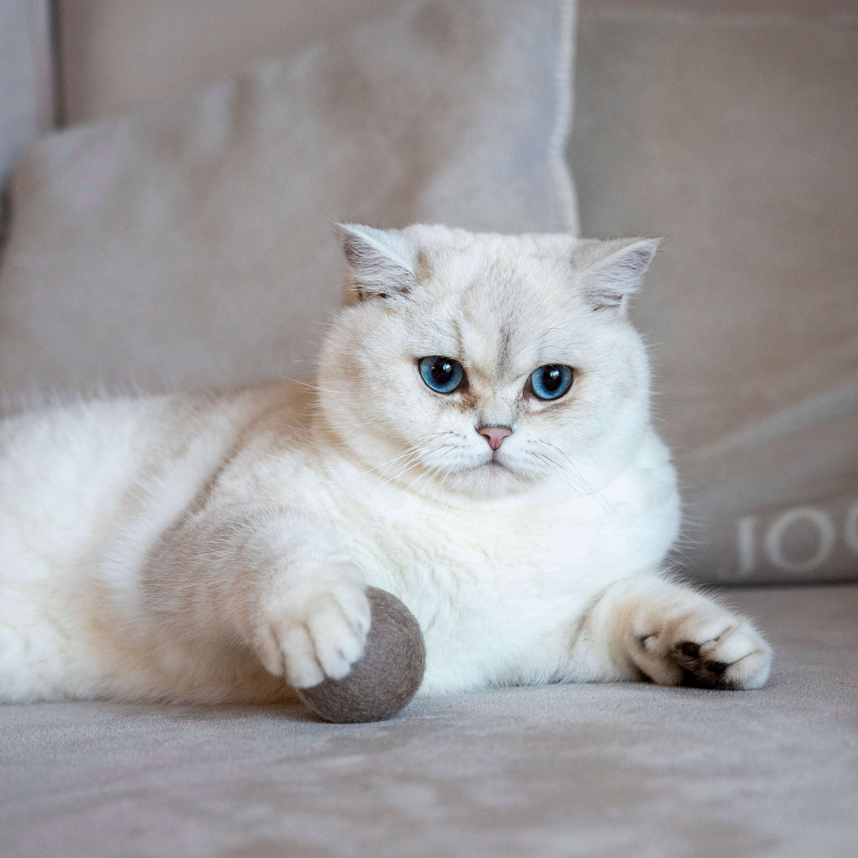 Katzen Klingelball