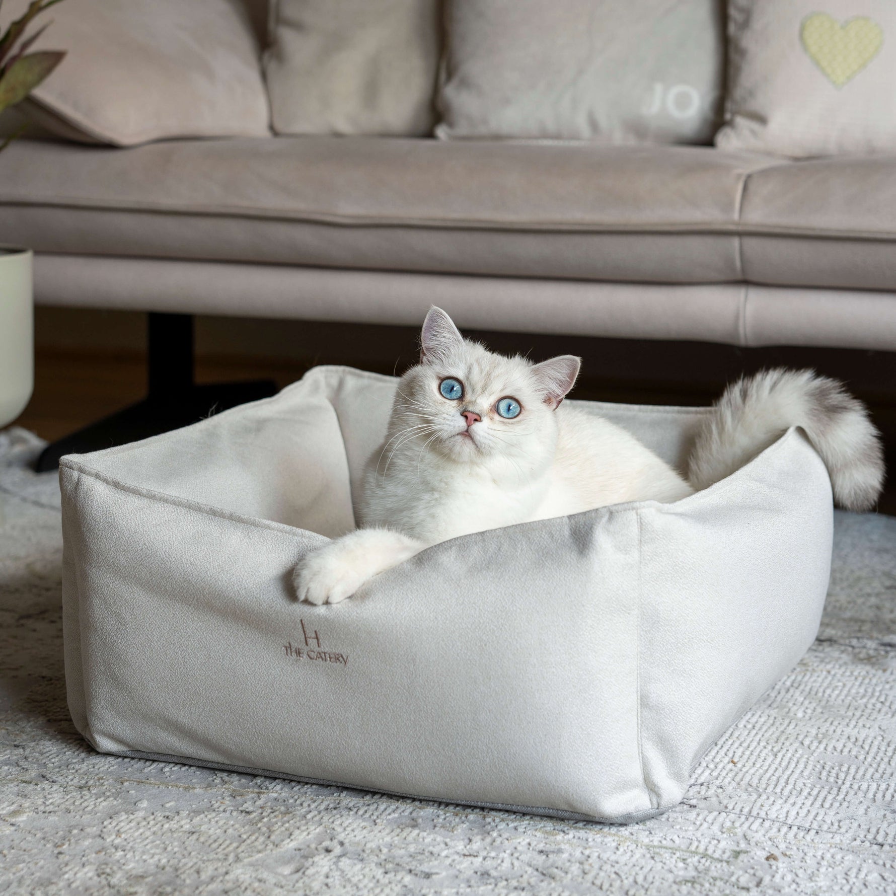 Katze liegt im Katzenbett