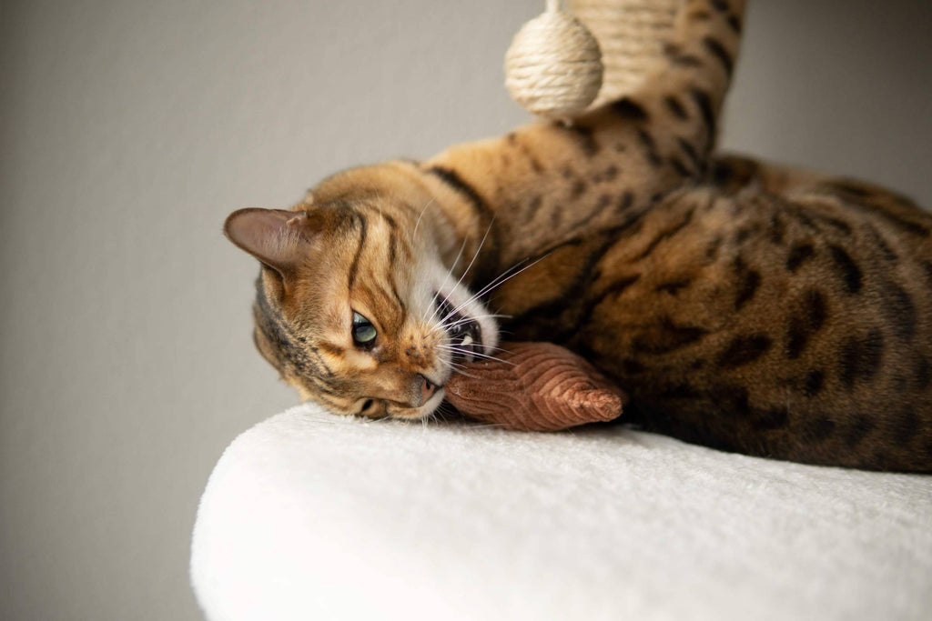 Spielideen, die jede Katze glücklich machen