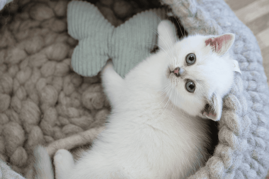 Checkliste Katzenanschaffung: Diese 5 Dinge gilt es zu beachten