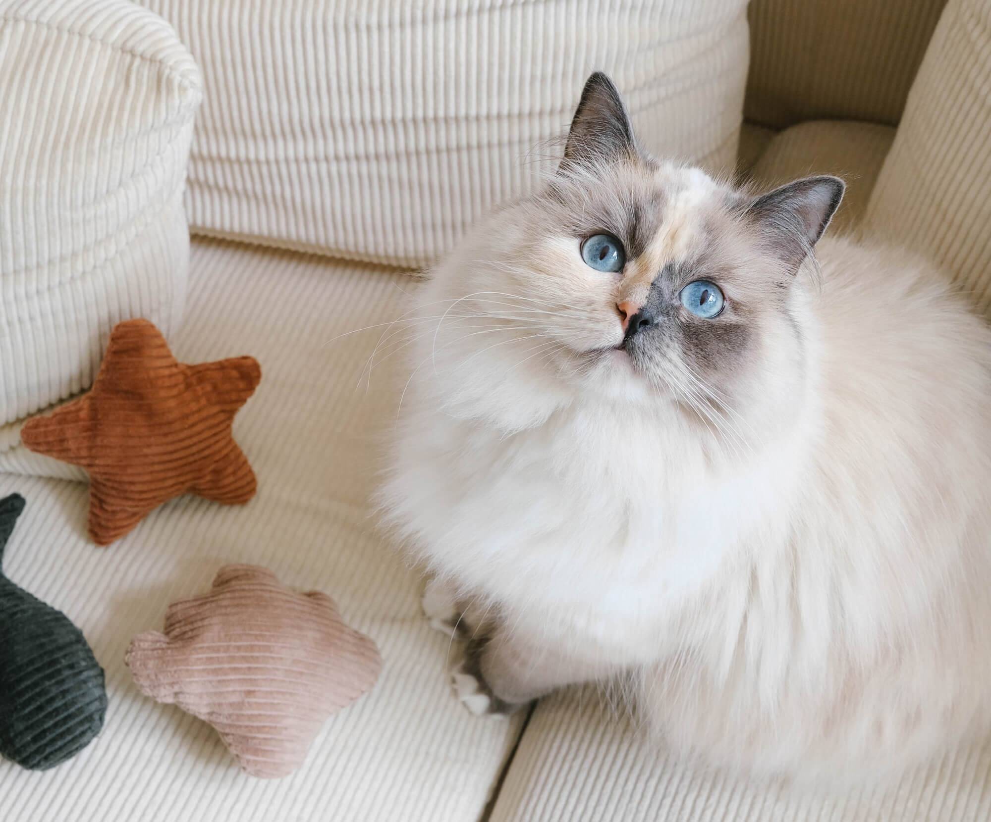 Soorten Kittens Rassen Weiße Katzen: Faszinierend, Anmutig Und