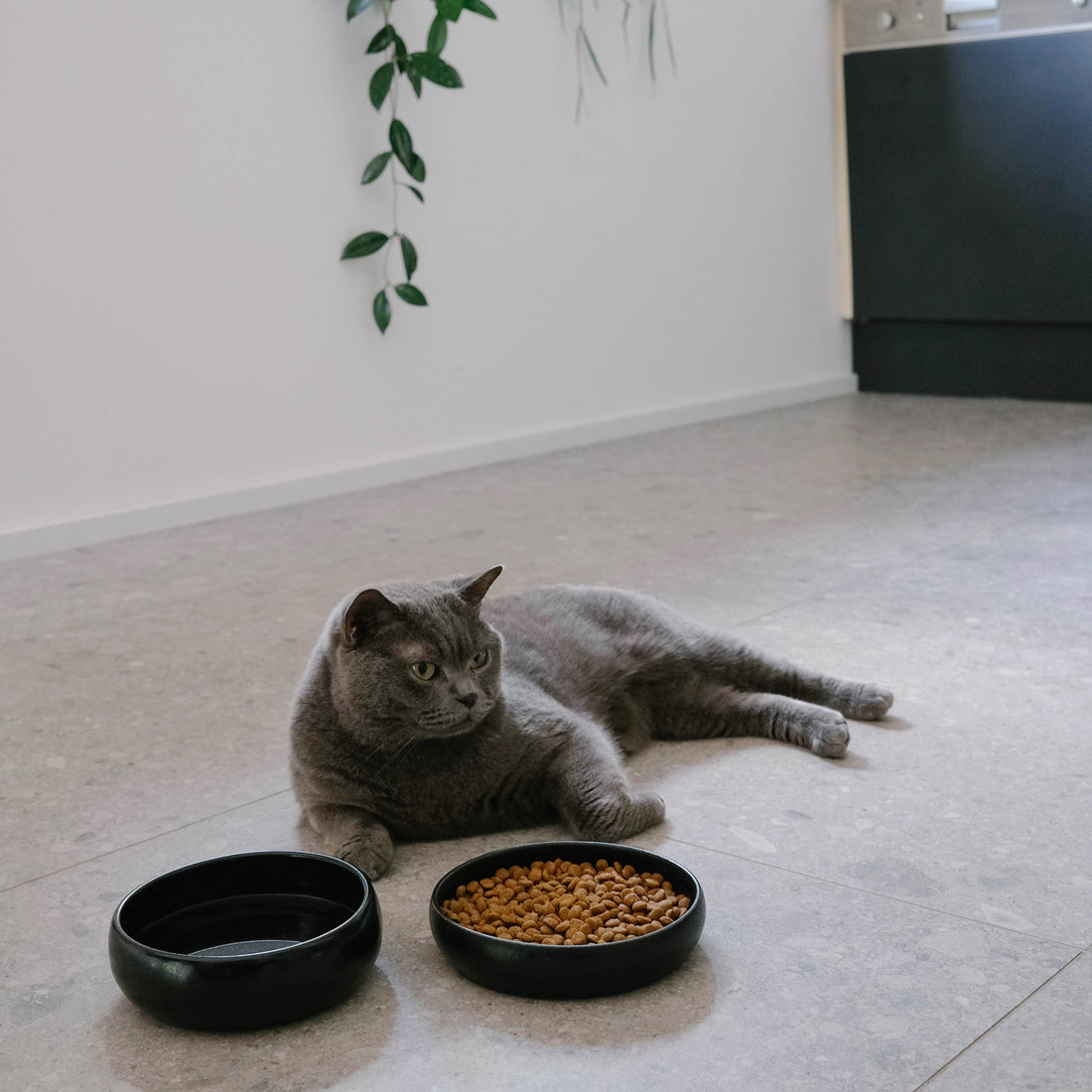 Schne Futterplatz Katze Hundesicher Ebenbild