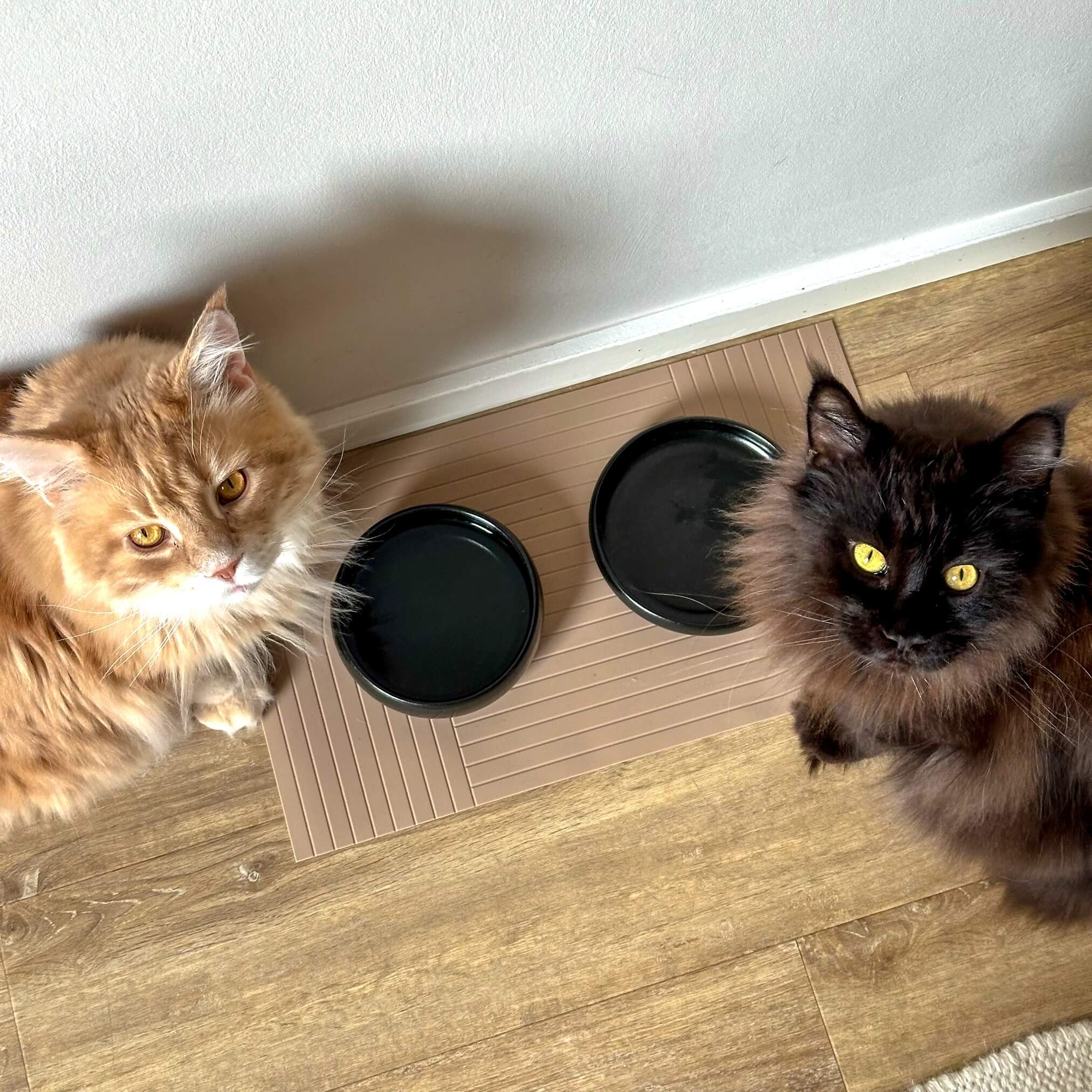 Schne Futterplatz Katze Hundesicher Ebenbild