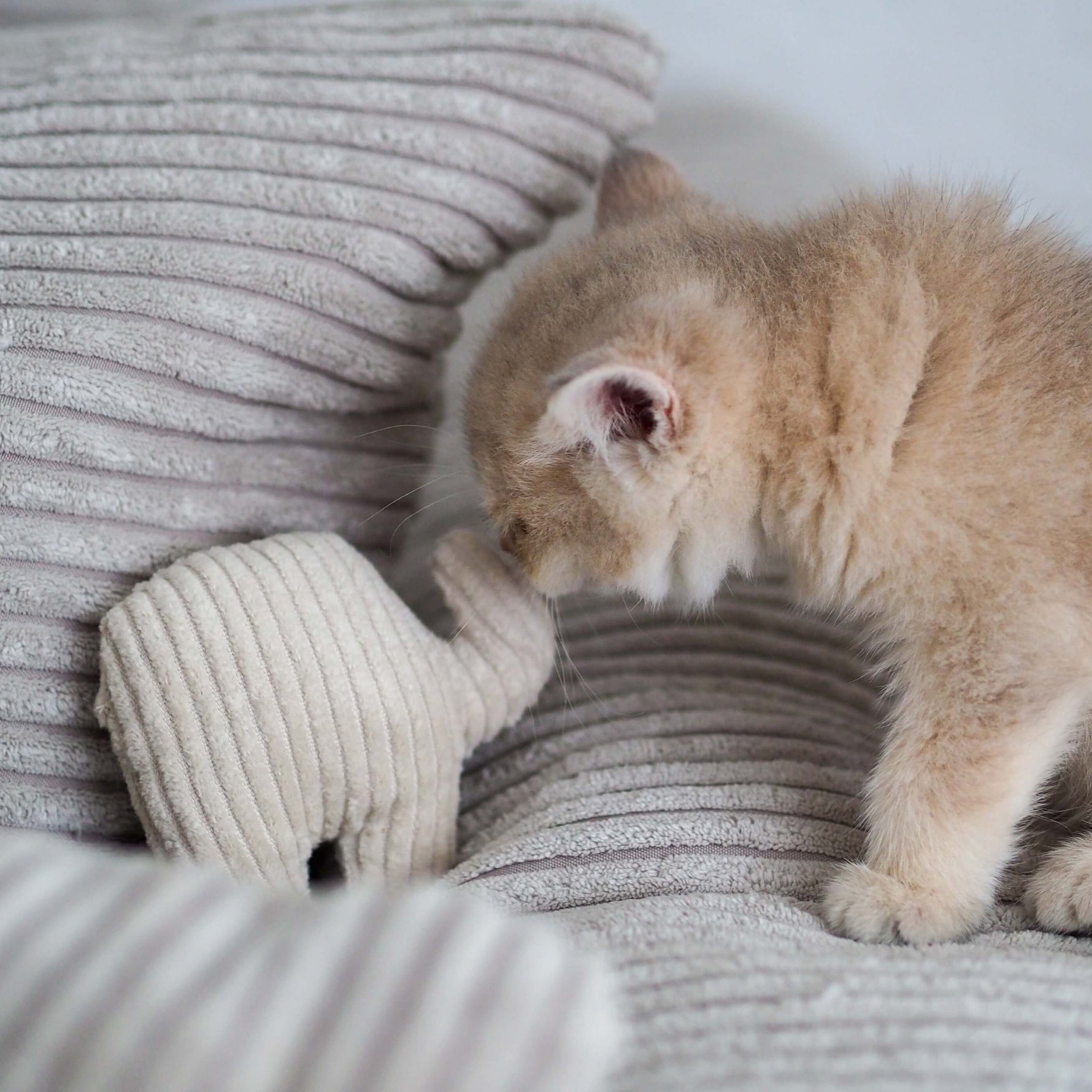 Kitte spielt mit einem Katzenminzekissen