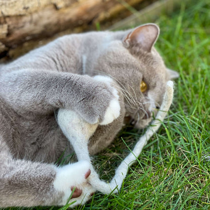 Katzenspielzeug Filz