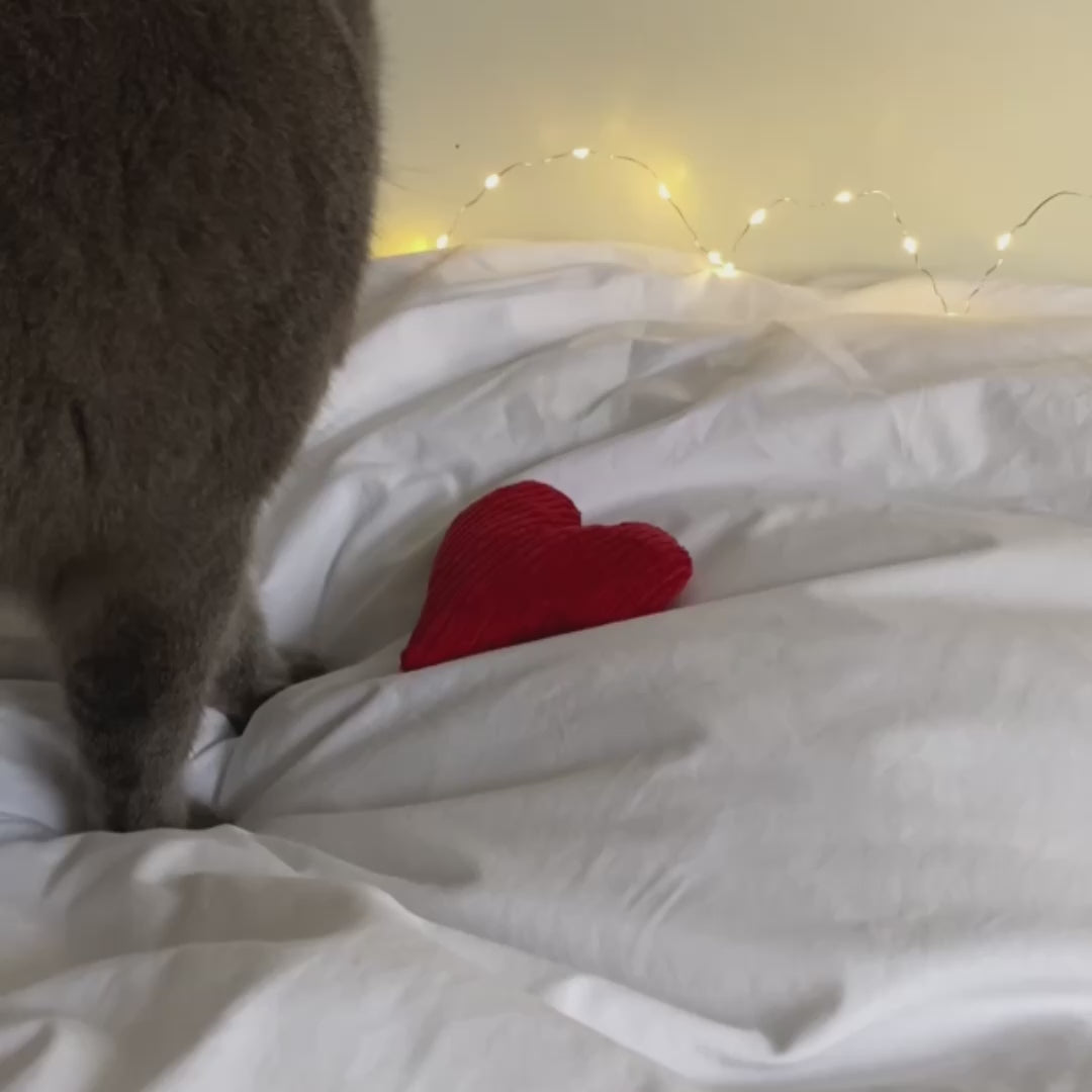 Katze spielt mit Duftkissen