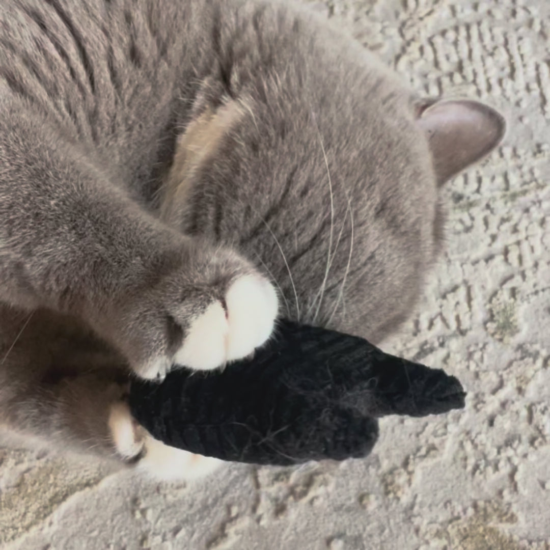 Katze spielt mit Katzenminzkissen