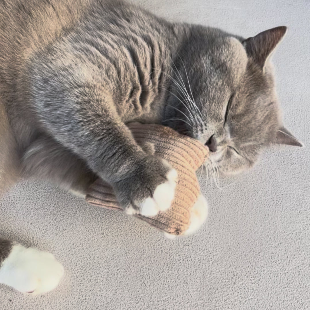 Katze spielt mit Baldriankissen