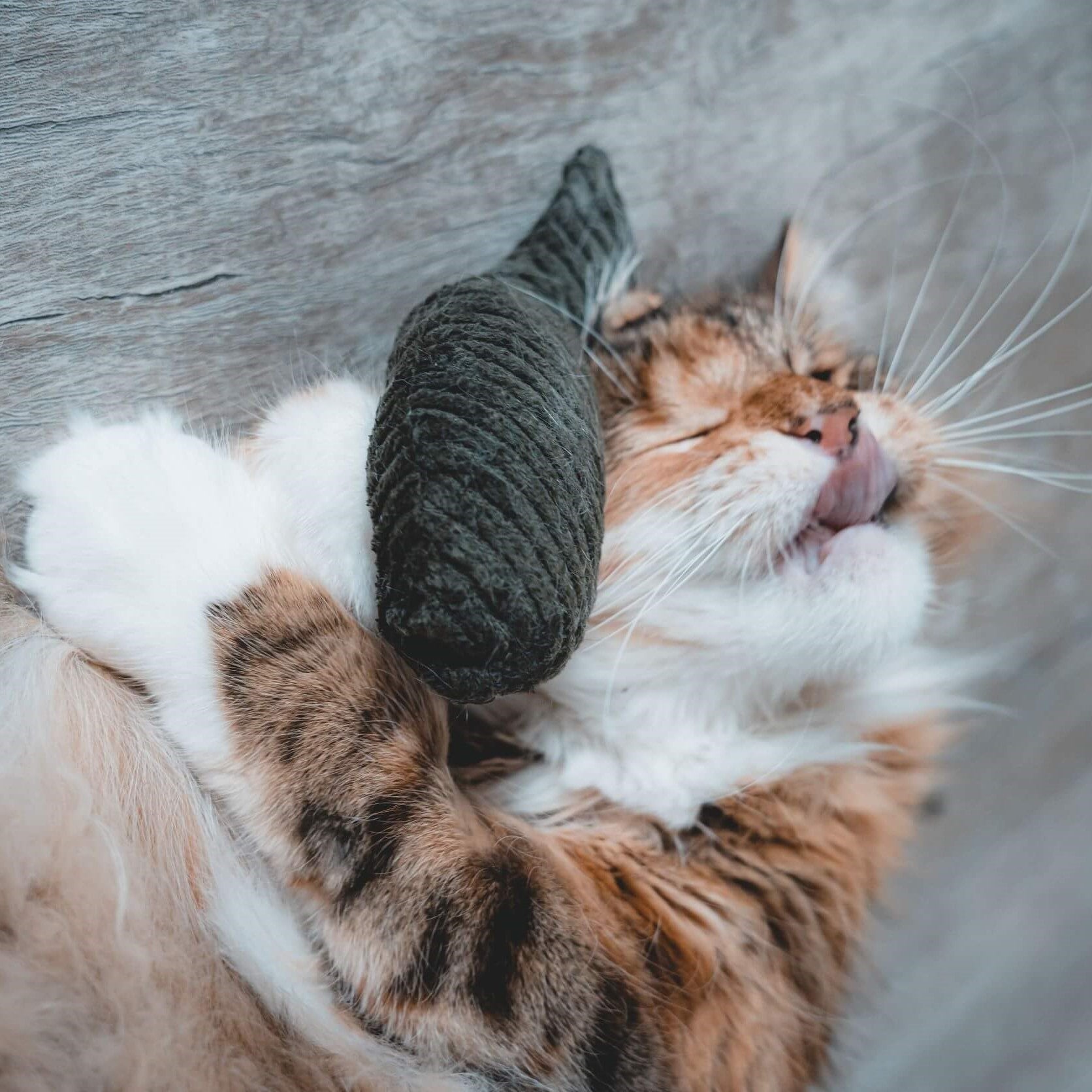 Katze spielt mit einem Katzenminzekissen